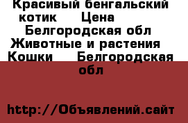 Красивый бенгальский котик!  › Цена ­ 9 500 - Белгородская обл. Животные и растения » Кошки   . Белгородская обл.